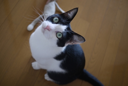 猫のお友だち ビンゴくん編。_a0143140_2236852.jpg