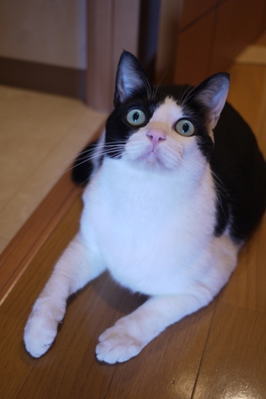 猫のお友だち ビンゴくん編。_a0143140_2239098.jpg