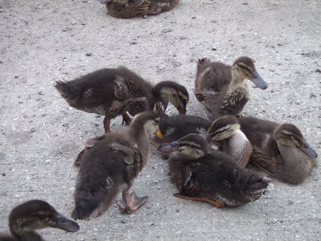 Organic Farming using Aigamo Ducks at Sumiyoshi Grand Shrine_e0046748_14492211.jpg