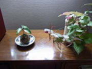 a0150050_150125.jpg
