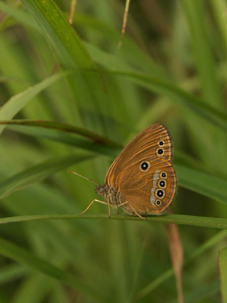 c0045352_12425622.jpg