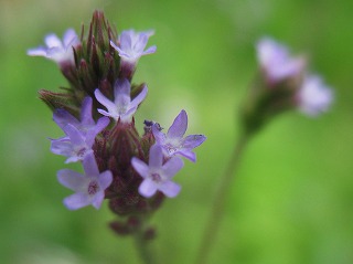 キュウリの花　ラベンダー_a0096255_13205965.jpg