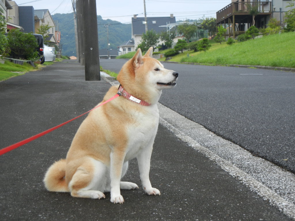 2011年7月30日(土)今日の収穫とピザ!_f0060461_14411120.jpg