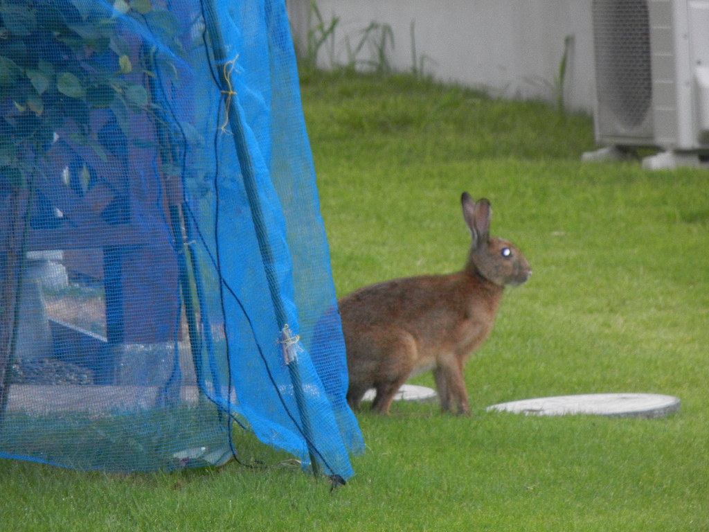 2011年7月30日(土)今日の収穫とピザ!_f0060461_1442108.jpg