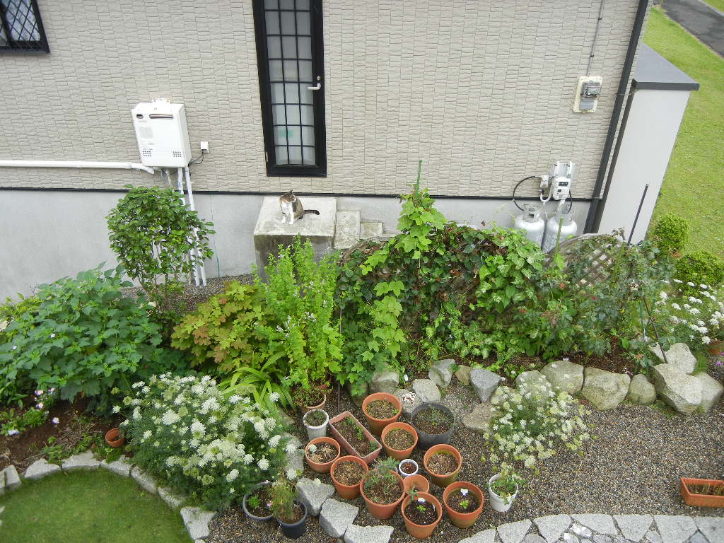 2011年7月30日(土)今日の収穫とピザ!_f0060461_14491064.jpg