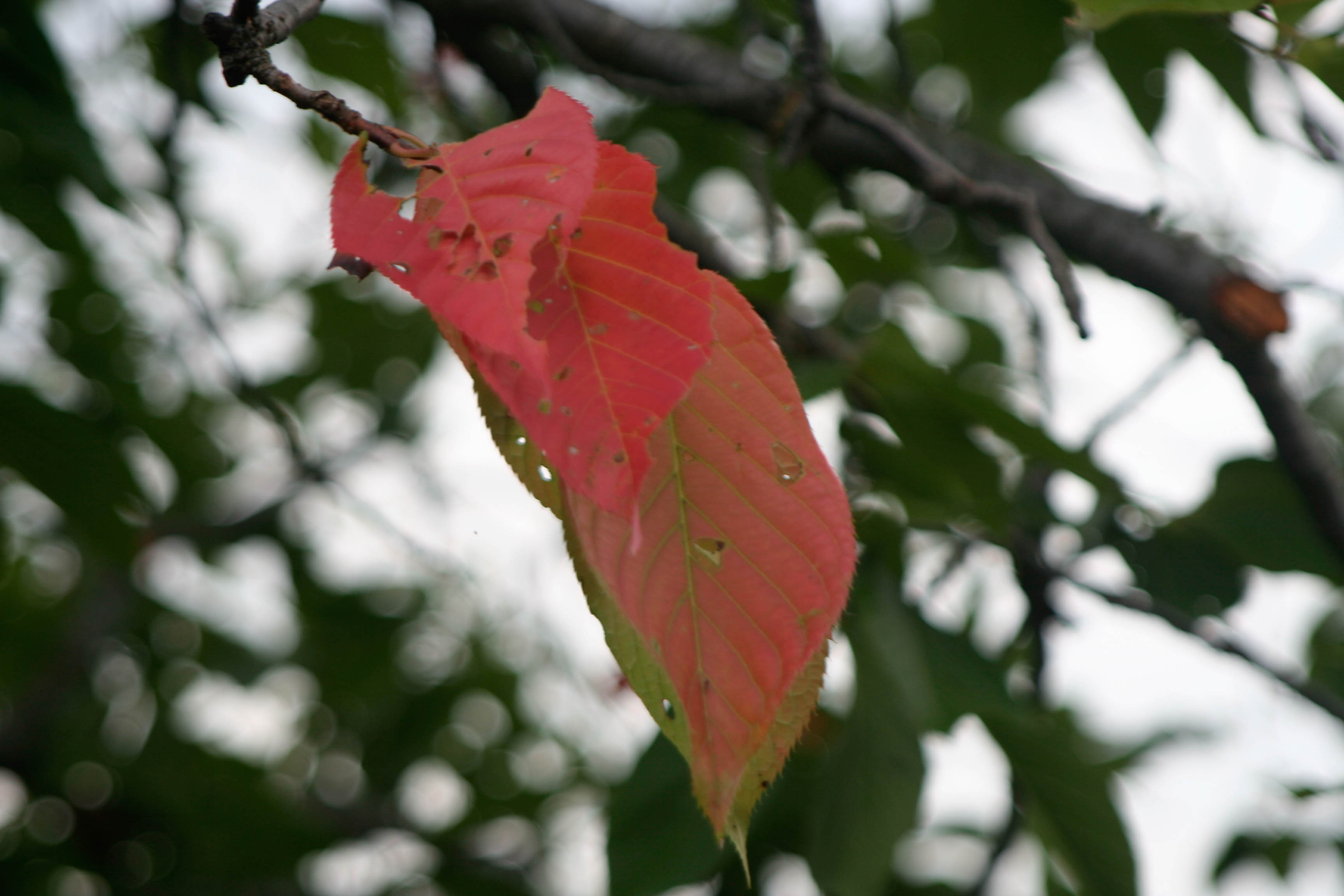 f0177670_22183.jpg
