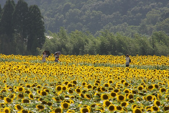 佐用町　ひまわり_f0014971_1040322.jpg