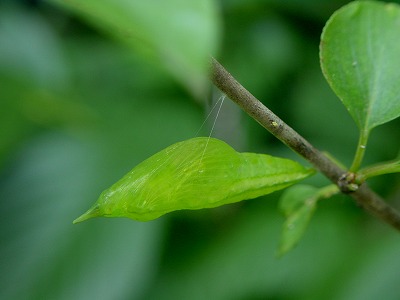 d0019074_70935.jpg