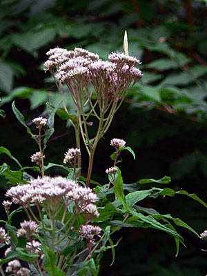 f0083977_6102266.jpg