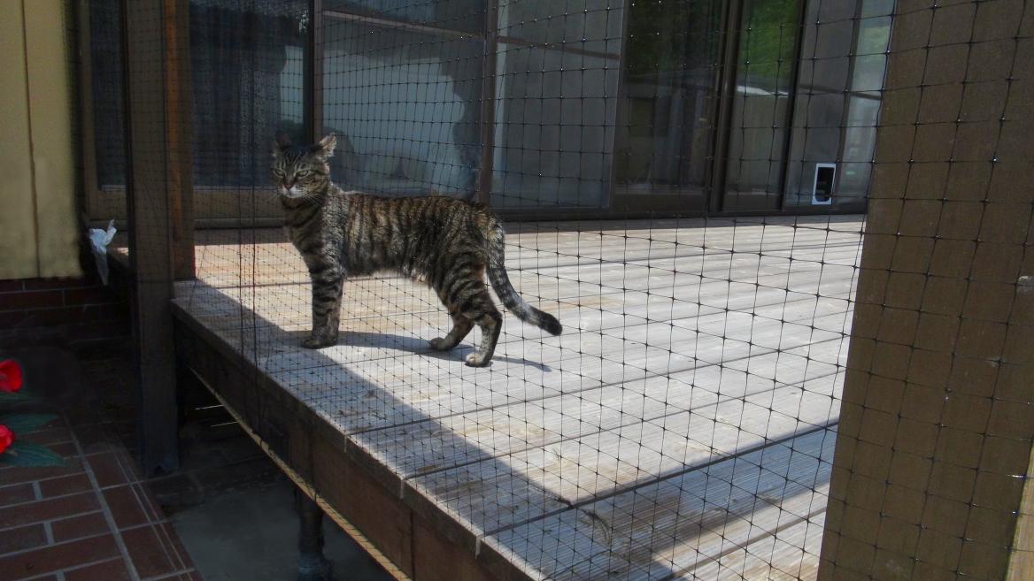 キャットラン完成 毎日何時間も外を楽しんでいます 虹の聖痕