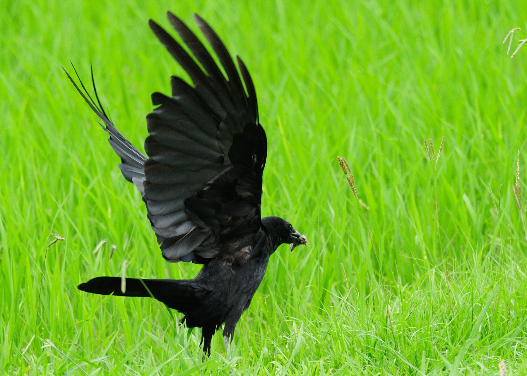 カぁ ラぁ スぅ なぜ 鳴くのぉ 食欲 衣欲 音欲 欲 欲 欲 三昧