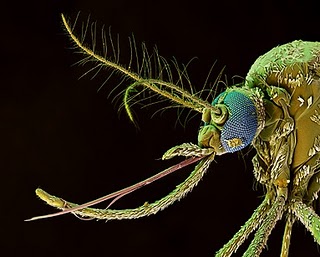 ★【黄熱病の蚊写真+((驚))3動画あり】:蚊 対策のまとめ_a0028694_6221221.jpg
