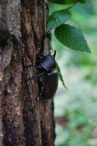 カブトムシ♂ ×2_c0124100_23102611.jpg