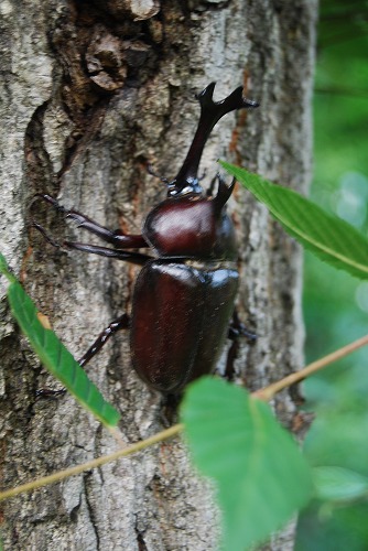 カブトムシ♂ ×2_c0124100_2310562.jpg