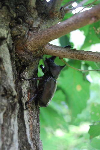 カブトムシ♂ ×2_c0124100_2311941.jpg