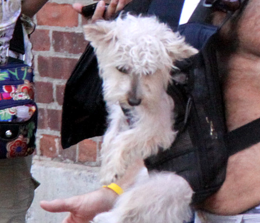 ニューヨークの街角で見かけた斬新な仔犬のお散歩の様子_b0007805_1038284.jpg