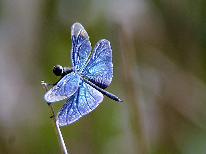 c0110510_2093314.jpg