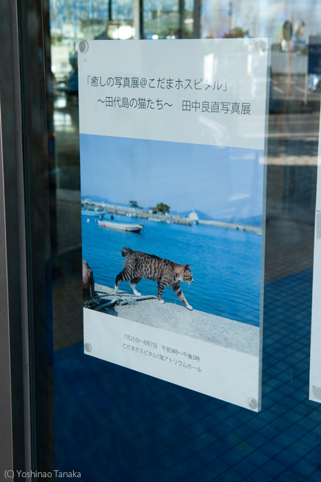 田代島猫景色（続編 31）　石巻の展示はあと1週間_d0149713_22281853.jpg