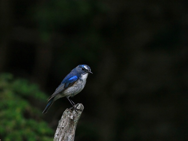 2011　07　31　霊山の水場で_d0127815_1014775.jpg