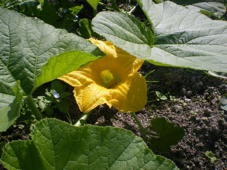 c0124619_5214356.jpg