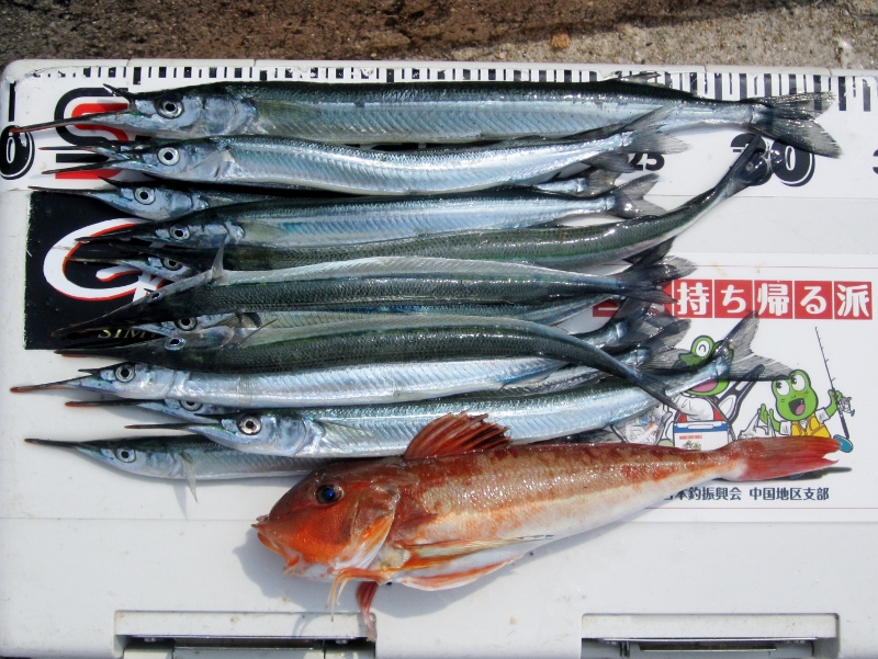 サヨリ釣りの餌で試行錯誤 すすむの気まぐれ釣り日記