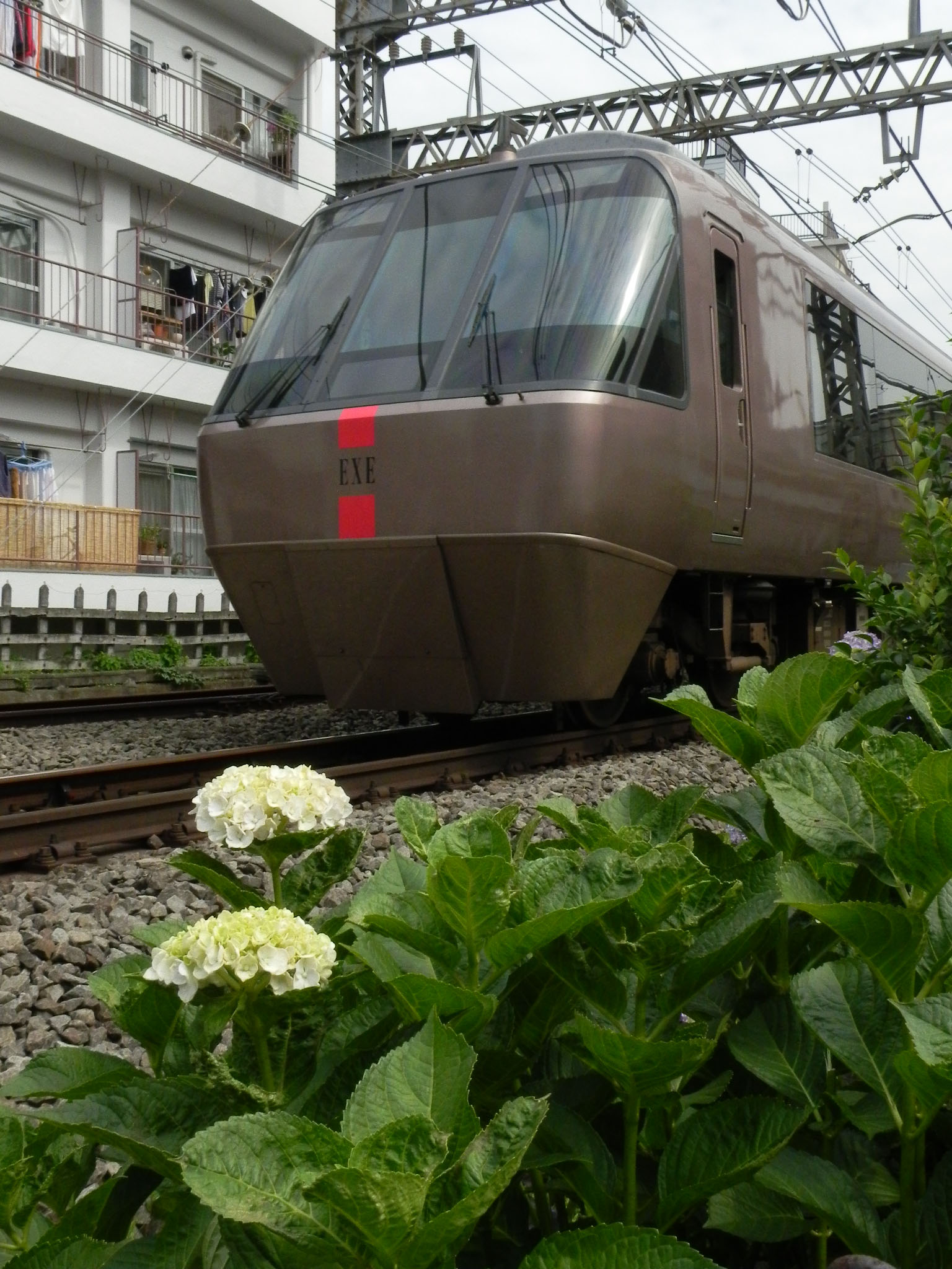 あじさい列車２０１１第二十七章　あじさい小田急線再び_f0113552_2244475.jpg