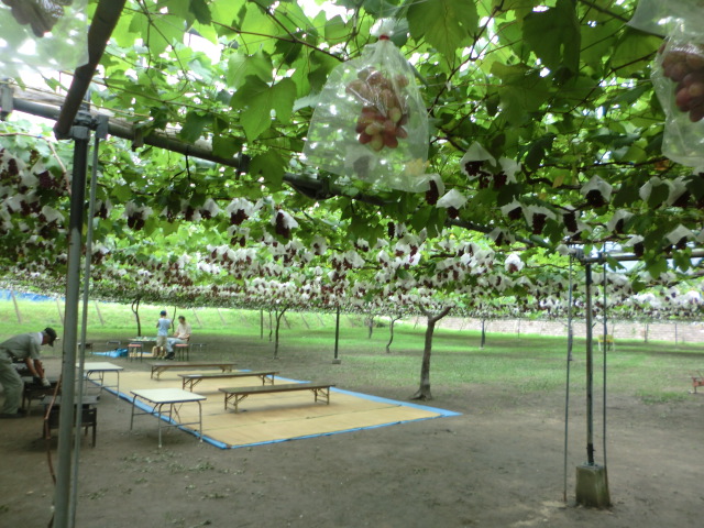 ♪Blume音楽教室・課外lesson? vol.5 ぶどう狩り♪_f0109257_824644.jpg