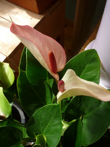 a0201358_1671431.jpg