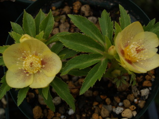 e0105760_89515.jpg