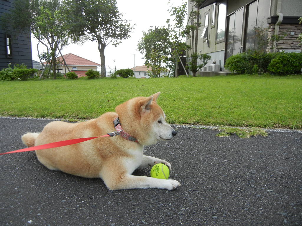 2011年7月31日(日)愛ちゃんと心ちゃんだらけ!_f0060461_13345548.jpg
