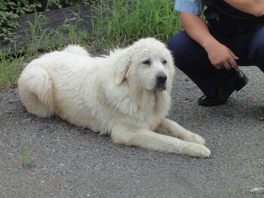 白いピレネー犬の迷い子 たかぼんのつくば市北条古民家暮らし