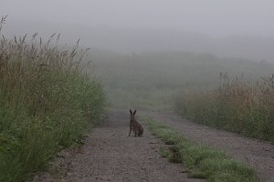 夏のユキウサギ_a0152663_1001290.jpg