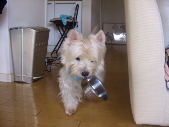 ちゃわんを運ぶ犬_b0107163_18312742.jpg