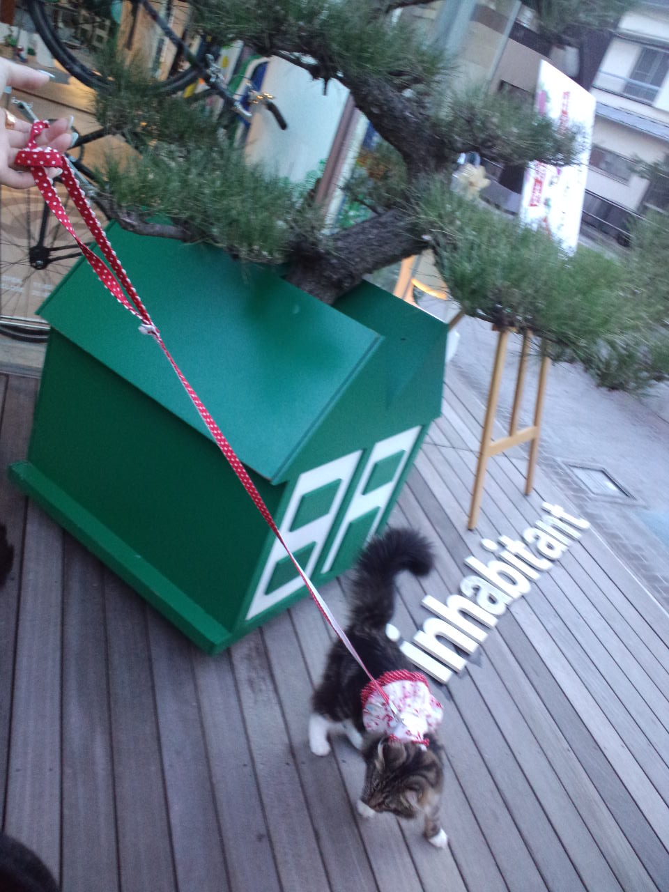 inhabitant × りぼん_c0151965_16392476.jpg