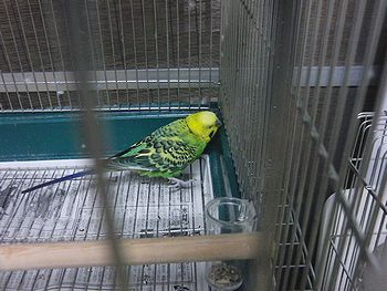 オタクインコ_f0196665_031513.jpg