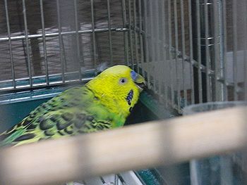 オタクインコ_f0196665_07355.jpg