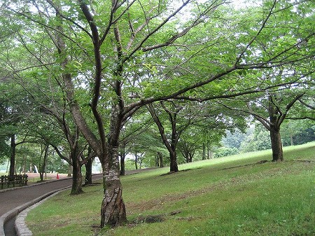 奈良　馬見丘陵公園　（2010）_c0229483_1919666.jpg