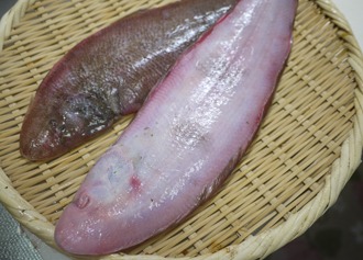 赤舌平目 アカシタビラメ 魚食の日々 Web Sakagawa Ikuko