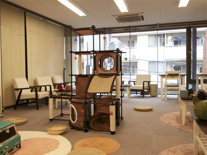 猫まるカフェ East店 1st 訂正 追記アリ 猫山細道の猫カフェ写真館 猫まるカフェ East店 1st 訂正 追記アリ 猫山細道の猫カフェ写真館