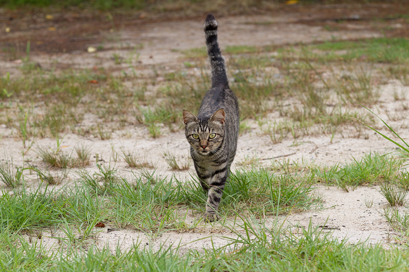 広島の猫#939_c0191394_0402542.jpg