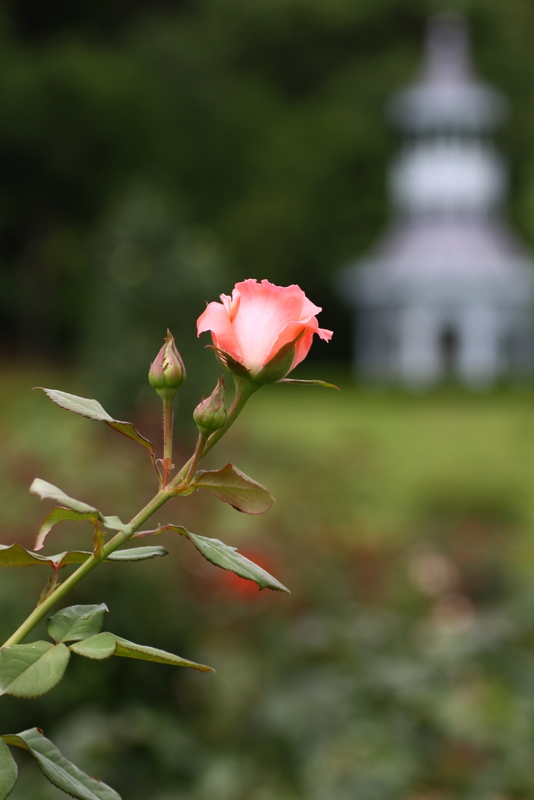 週末小旅行…･伊豆河津バガテル公園その４_d0248502_9193245.jpg