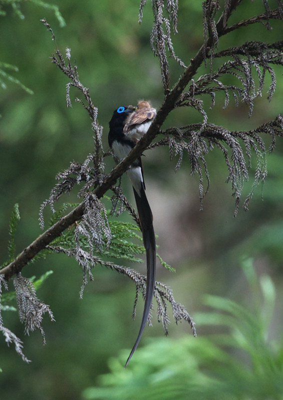 サンコウチョウ_f0231403_20144145.jpg