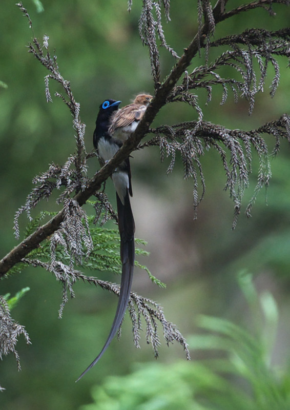 サンコウチョウ_f0231403_20152257.jpg