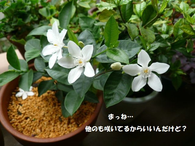 e0094407_20234565.jpg