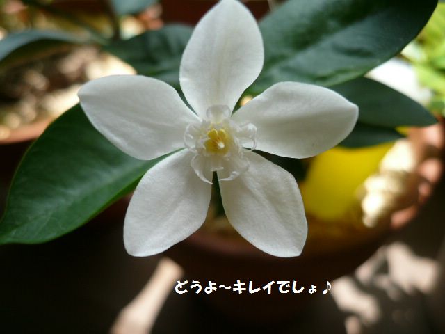 e0094407_202447100.jpg