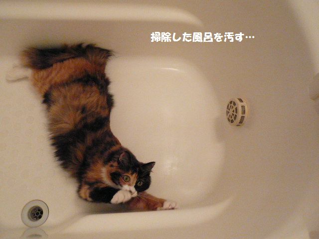 e0094407_21163098.jpg