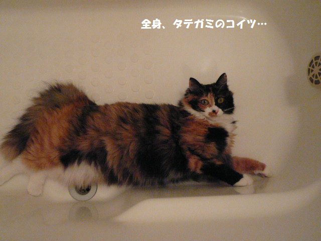 e0094407_21174635.jpg