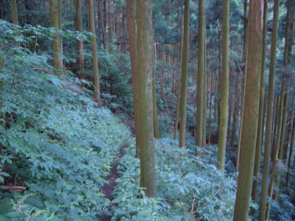 雷山～井原山周回コース_d0198313_921046.jpg