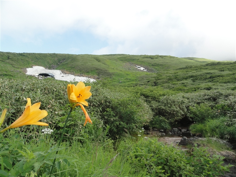 鳥海山・残雪と百花繚乱のへ_a0127015_1841661.jpg