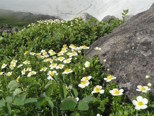 鳥海山・残雪と百花繚乱のへ_a0127015_1844564.jpg